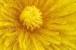 Macro_G63F2613.jpg