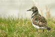 Texel_2009_13.jpg